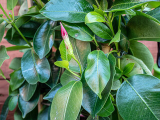 Red Dipladenia flowers and leafs in garden.