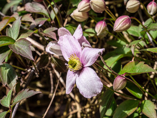 Spring flowers in the garden. Close up.