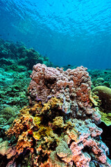 A picture of the coral reef