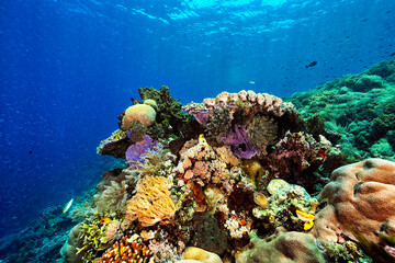A picture of the coral reef