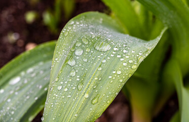 flower bed bright flowers with water droplets from rain 