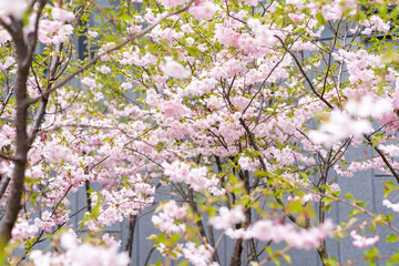 Blurred background. A blooming spring tree. tree is in bloom. Spring