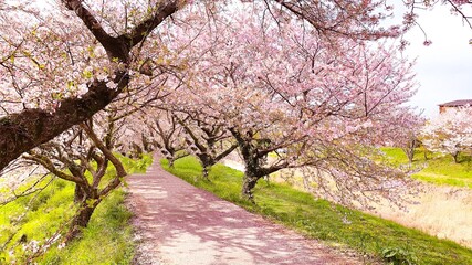 福岡県うきは市、流川の桜並木