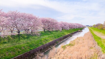 Fototapeta na wymiar 福岡県うきは市、流川の桜並木