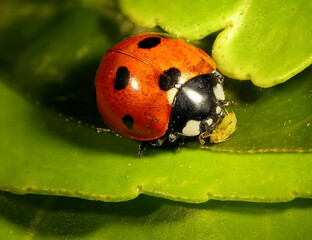 Seven-spot ladybird (ladybug), Coccinella septempunctata (Coleoptera: Coccinellidae). Eating aphid