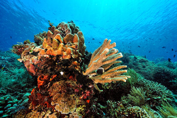 A picture of the coral reef