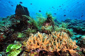 A picture of the coral reef