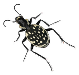 Carnivorous beetle, Graphipterus multiguttatus (Coleoptera: Carabidae). Adult. Dorsal view....
