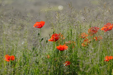 campo di papaveri nel cuore della citàà