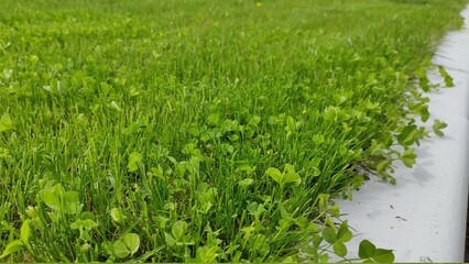 Obraz na płótnie Canvas Green grass texture background, fresh green lawn. Close-up of grass in the garden, green grass nature background texture.