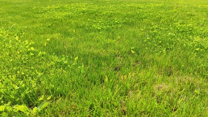 Green grass texture background, fresh green lawn.
Close-up of grass in the garden, green grass nature background texture.