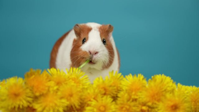 Cinemagraph 4k stock video footage of cute funny home pet animal eating fresh dandelions happily. White and brown guinea pig isolated on blue background. Closeup view portrait of fluffy furry face 