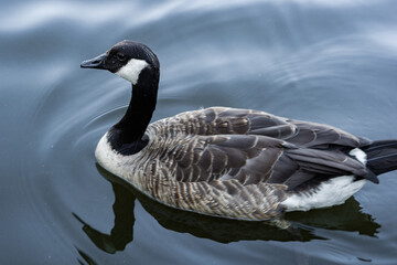 a geese on the binnenalster in hamburg city center by day