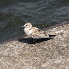 a seagull in the harbor of hamburg in bright sunshine closeup