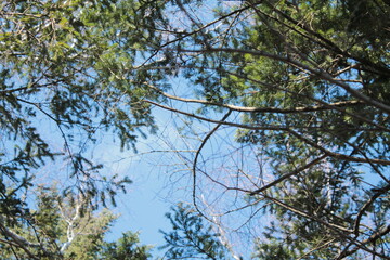 green tree branches on blue sky background, spring, forest