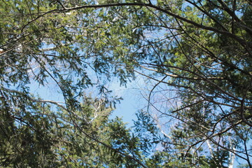 green tree branches on blue sky background, spring, forest