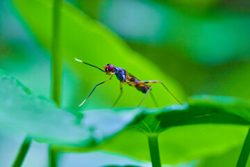dragonfly on a green leaf