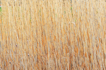 Dry plants background on the meadow.
