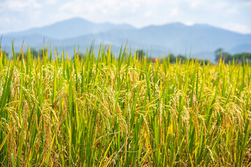 Ripe rice paddy field against mountains background.