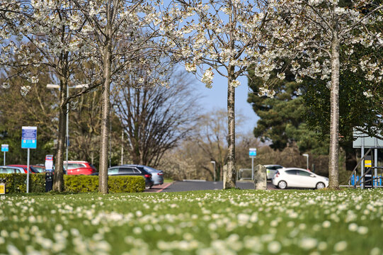 Beautiful distant view of delicate spring white cherry (Prunus Shogetsu Oku Miyako) blossom flowering tree and chamomile flower lawn on university campus, Dublin, Ireland. Soft and selective focus