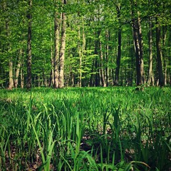 Trees in the forest Natural background for relaxation and recreation in nature. Springtime fresh green.