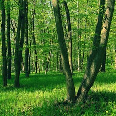 Trees in the forest Natural background for relaxation and recreation in nature. Springtime fresh green.
