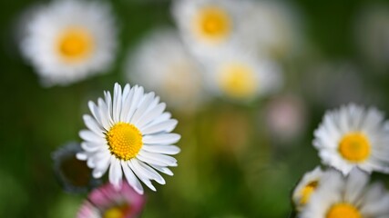 Fototapeta premium Spring flower - daisy. Macro shot of spring nature up close.