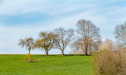 sunny spring time scenery