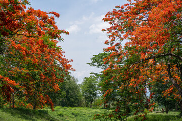 Fototapeta premium Beautiful blossom red Peacock flower in nature.