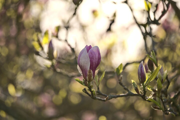 Beautiful closeup view of pink Chinese saucer magnolia (Magnolia Soulangeana) tree blossoms blooming on university campus, Dublin, Ireland. Soft and selective focus
