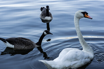 geese and swans on the binnenalster in hamburg city center by day