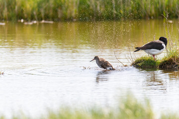 Oystercatcher (Haematopus ostralegus) at the North German  Sea with fresh offspring.