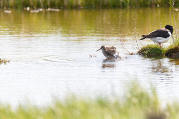 Oystercatcher (Haematopus ostralegus) at the North German  Sea with fresh offspring.