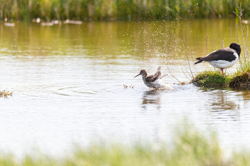 Oystercatcher (Haematopus ostralegus) at the North German  Sea with fresh offspring.