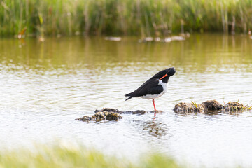 Oystercatcher (Haematopus ostralegus) at the North German  Sea with fresh offspring.