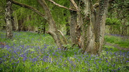 Woodland in spring with bluebell flowers on the ground.