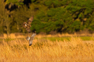 Grey Male and brown female Mating pair of Northern Harriers (Circus hudsonius) flying together over a meadow in Florida, male “grey ghost” evening yellow light - hunting prairie ritual 