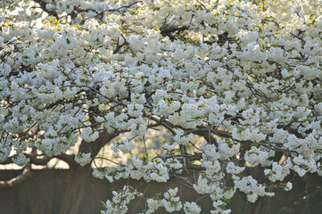 Beautiful closeup view of delicate spring white cherry (Prunus Shogetsu Oku Miyako) blossom flowering tree on university campus, Dublin, Ireland. Soft and selective focus