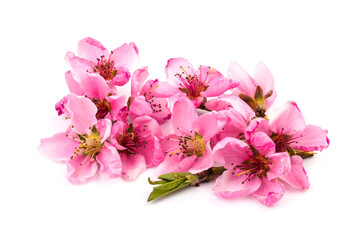 Naklejka premium Peach flowers, isolated on white background.
