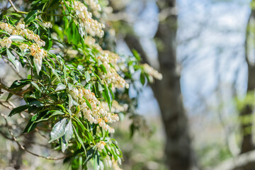 天城越え登山 (日本 - 静岡 - 天城山)
