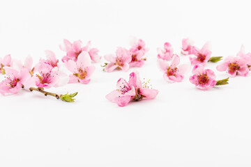 Naklejka premium Peach flowers, isolated on white background.