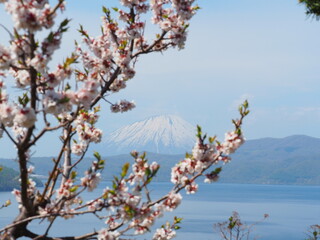 北海道の絶景 梅の花と羊蹄山