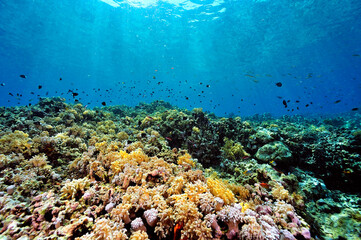 A picture of the coral reef