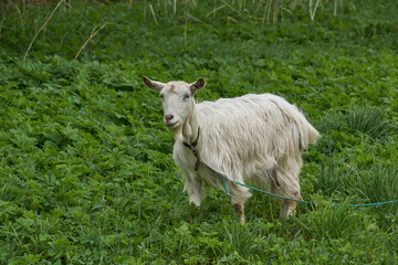 Spring. A goat grazes in a meadow on a warm May day.