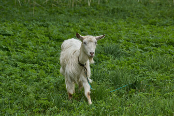 Spring. A goat grazes in a meadow on a warm May day.