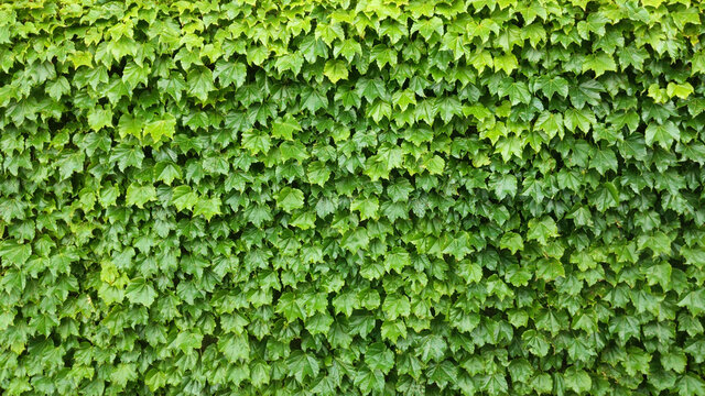natural boston ivy green wall