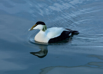 Male Eider Duck swimming in blue water with ripples and reflection.