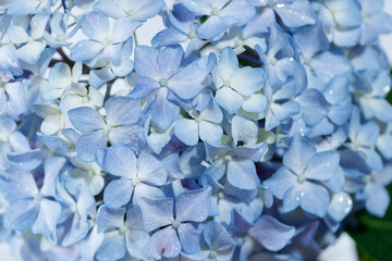 青い紫陽花の花