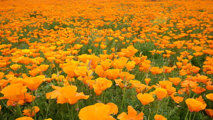 商用で使える花畑の写真