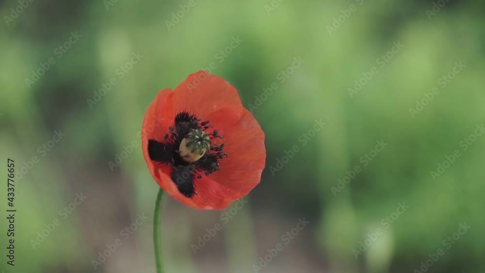 Wall mural close up of beautiful red poppy flower